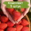 Саженцы ремонтантной клубники Клеопатра (Ранняя) -  5 шт.