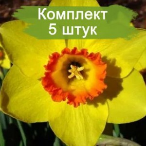 Комплект 5шт / Нарцисс Пинза (желтый)