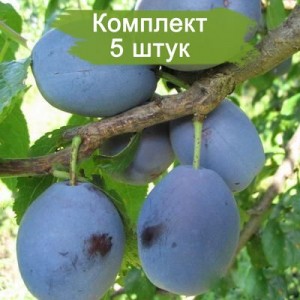 Комплект 5шт / Слива Ника (Средняя/Фиолетовая)