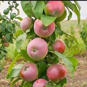 Яблоня Августина (колоновидная)