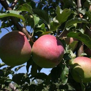 Яблоня Сергиана