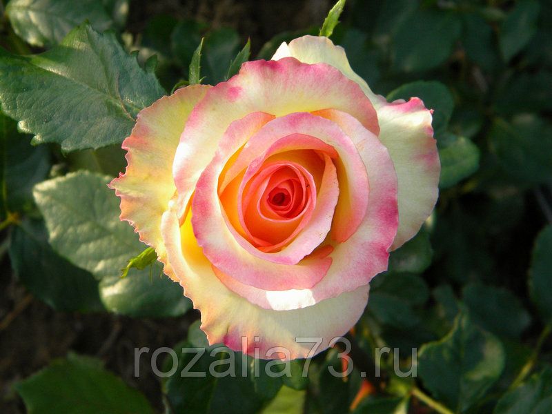 Роза амбер абунданс фото и описание